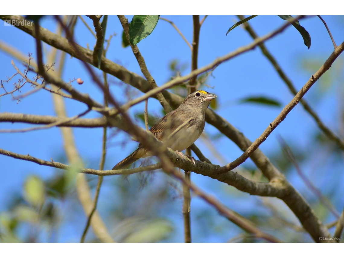 Ammodramus humeralis