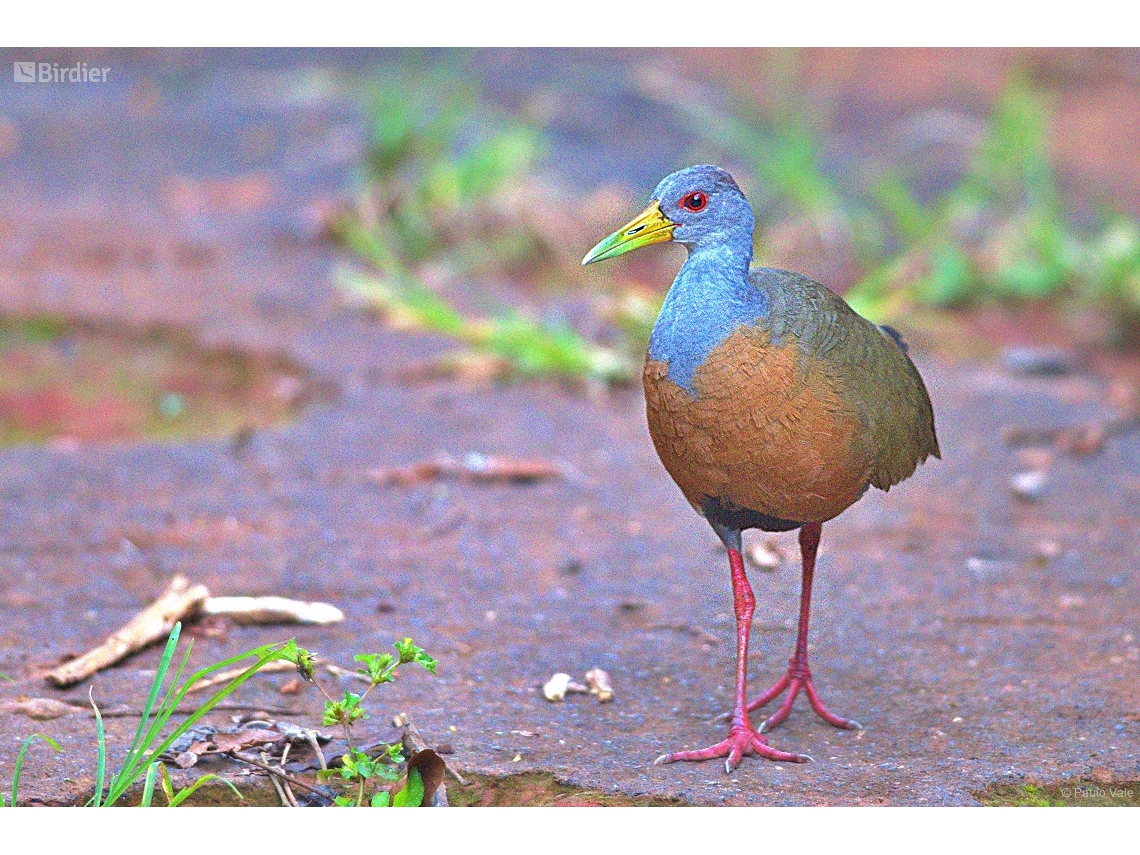 Aramides cajaneus