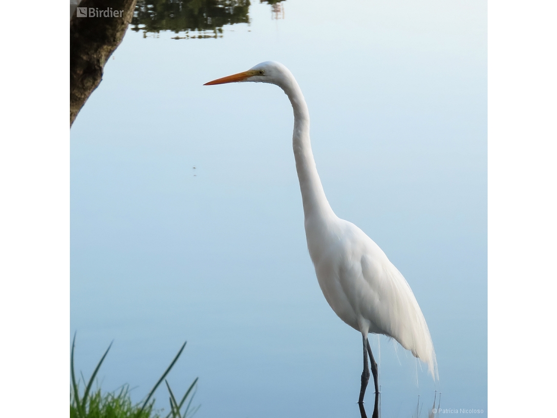 Ardea alba