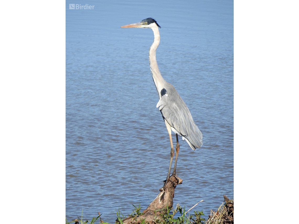 Ardea cocoi
