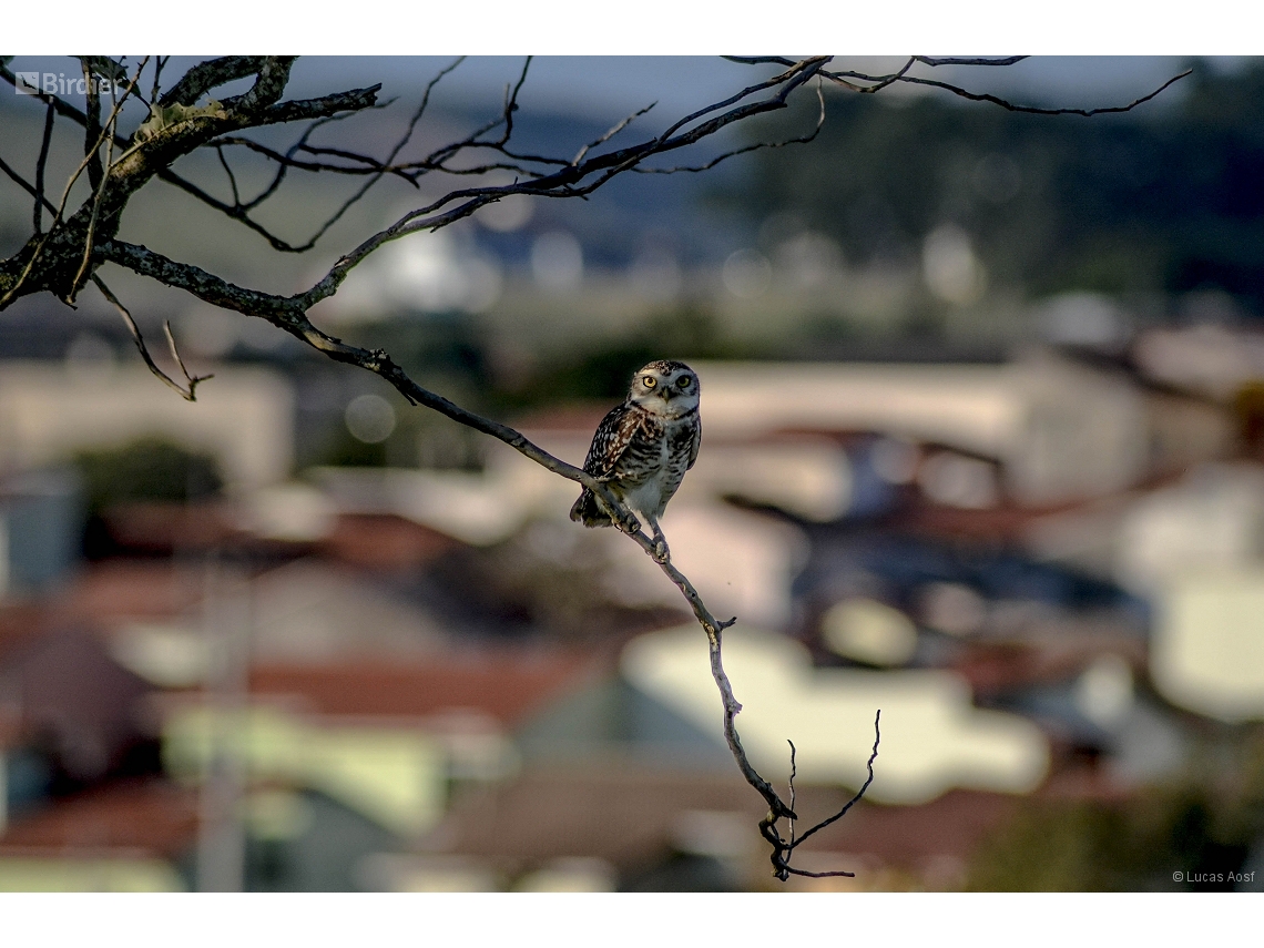 Athene cunicularia