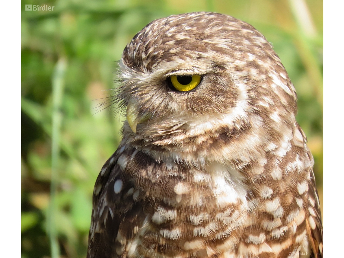 Athene cunicularia