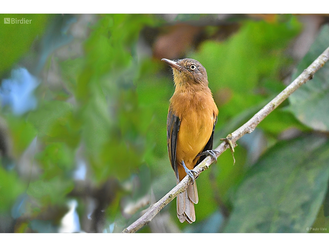 Attila bolivianus