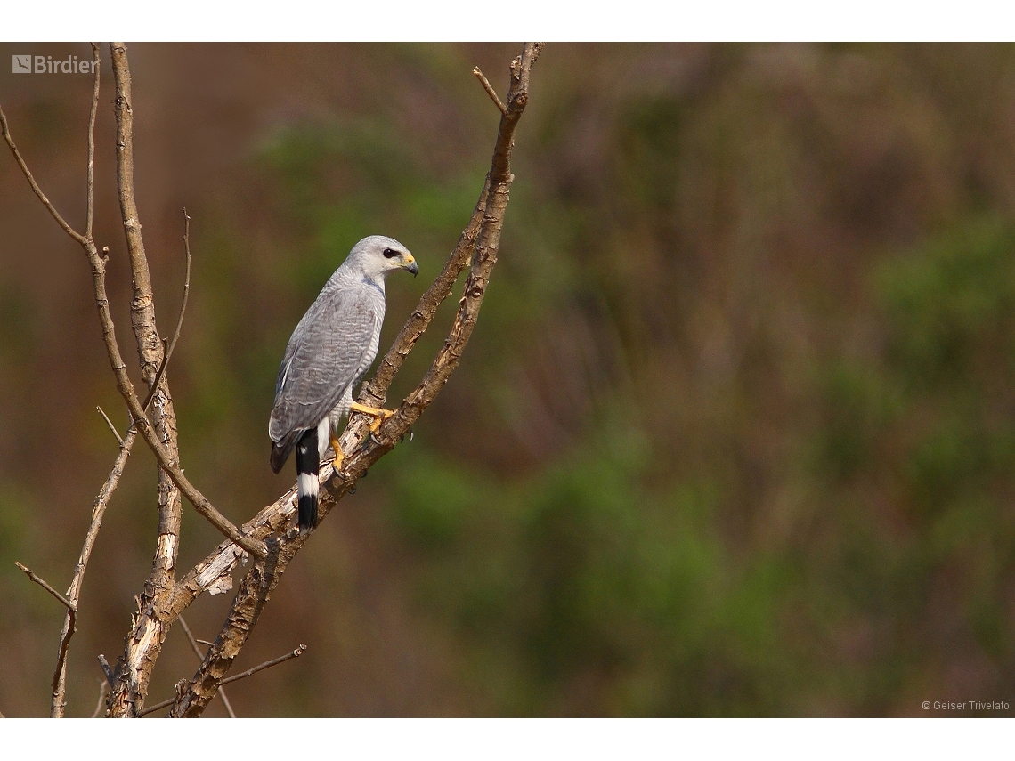 Buteo nitidus