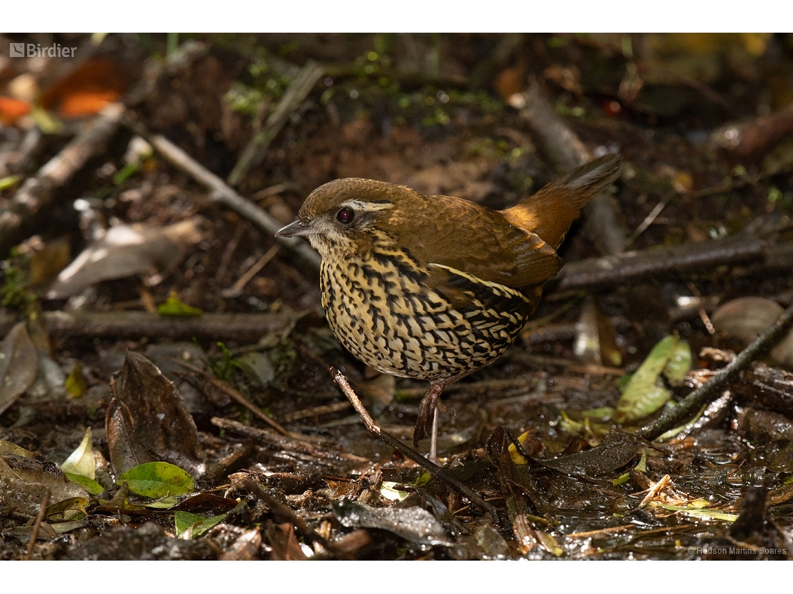 Chamaeza ruficauda