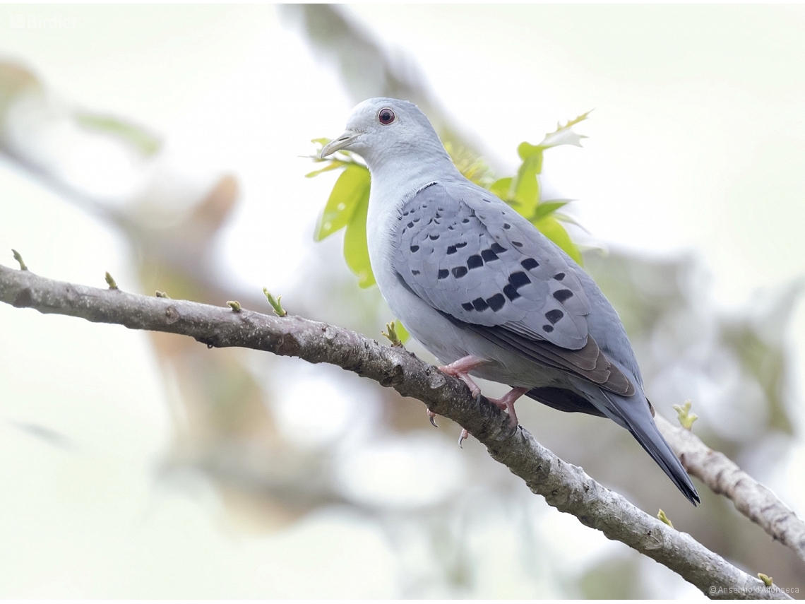 Claravis pretiosa