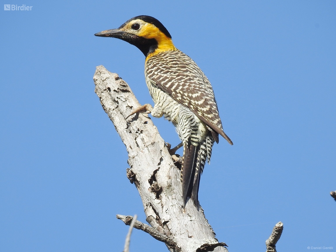Colaptes campestris