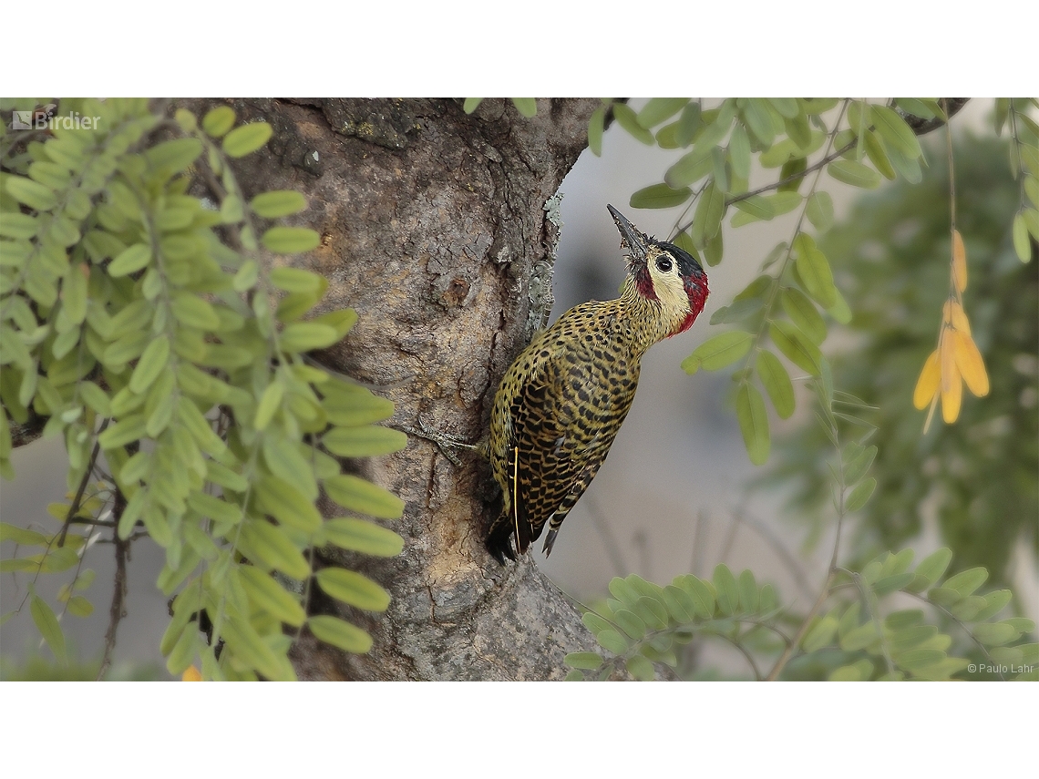 Colaptes melanochloros