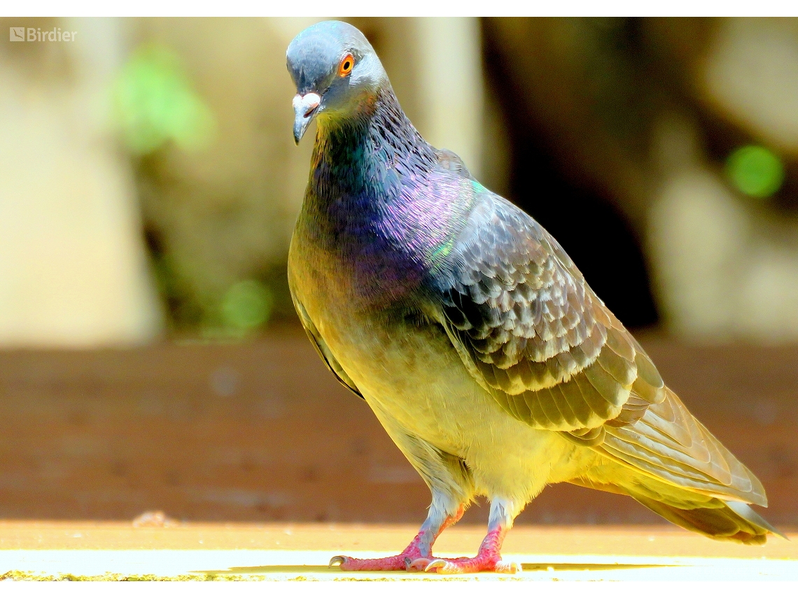 Columba livia
