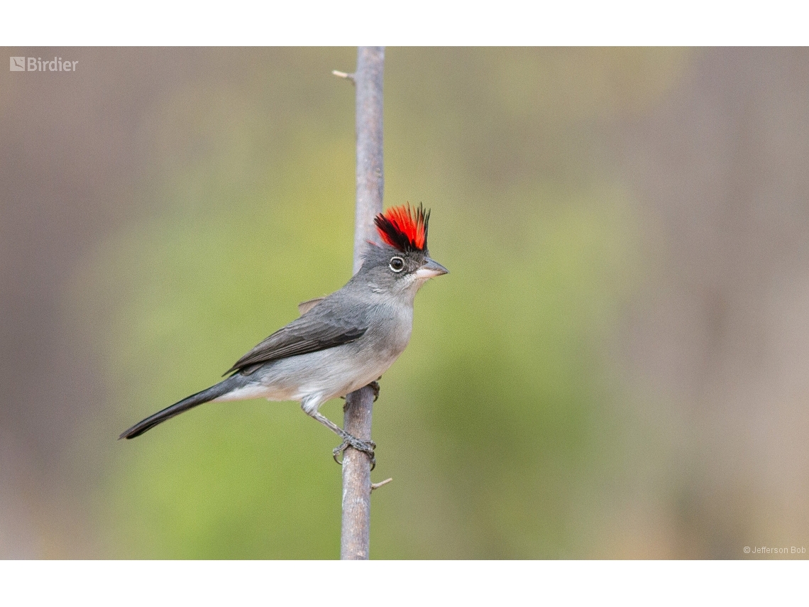 Coryphospingus pileatus