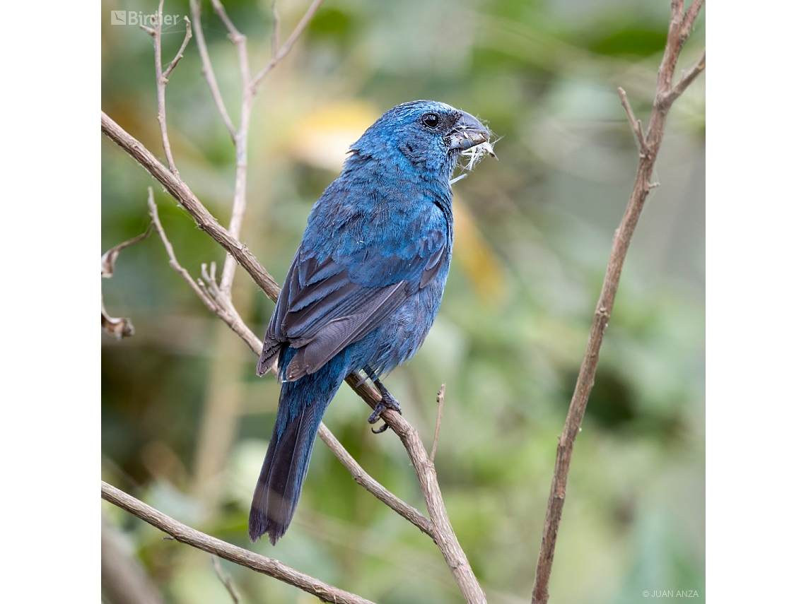 Cyanoloxia glaucocaerulea