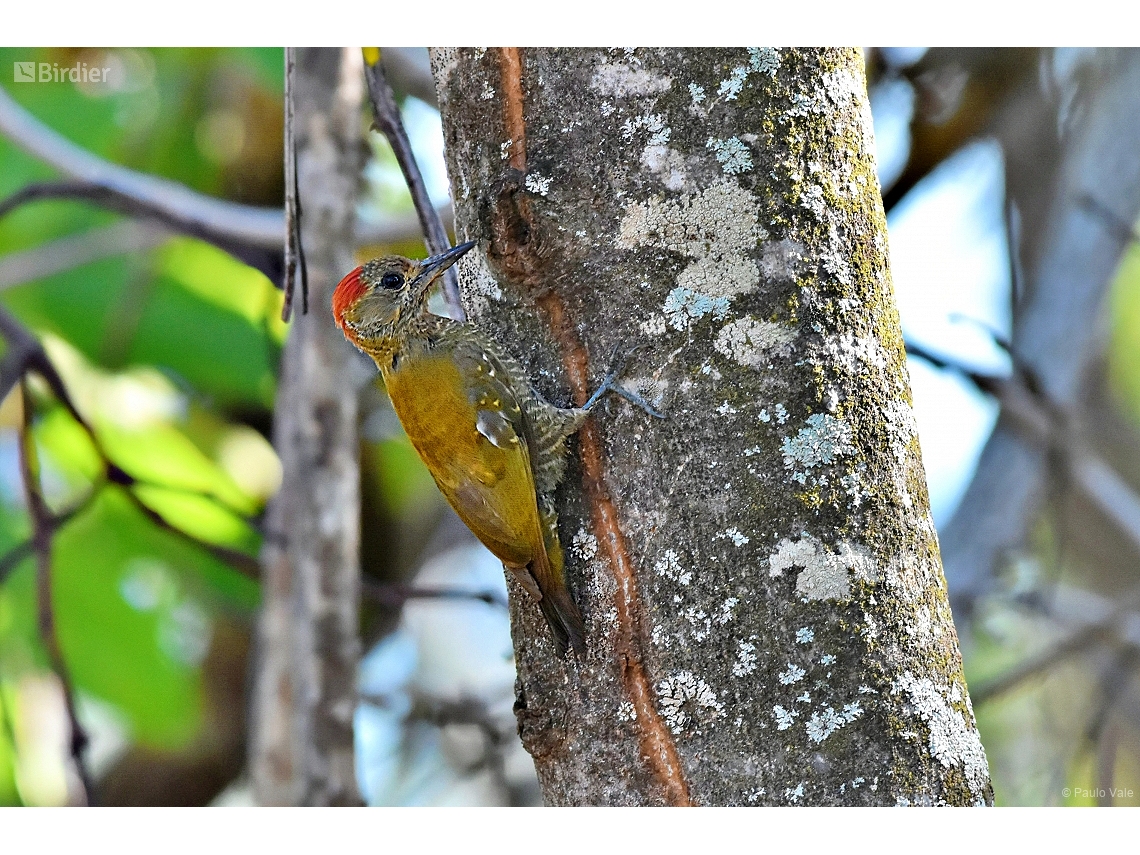 Veniliornis passerinus