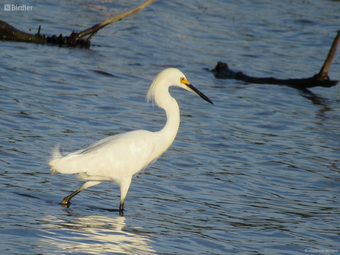 Egretta thula