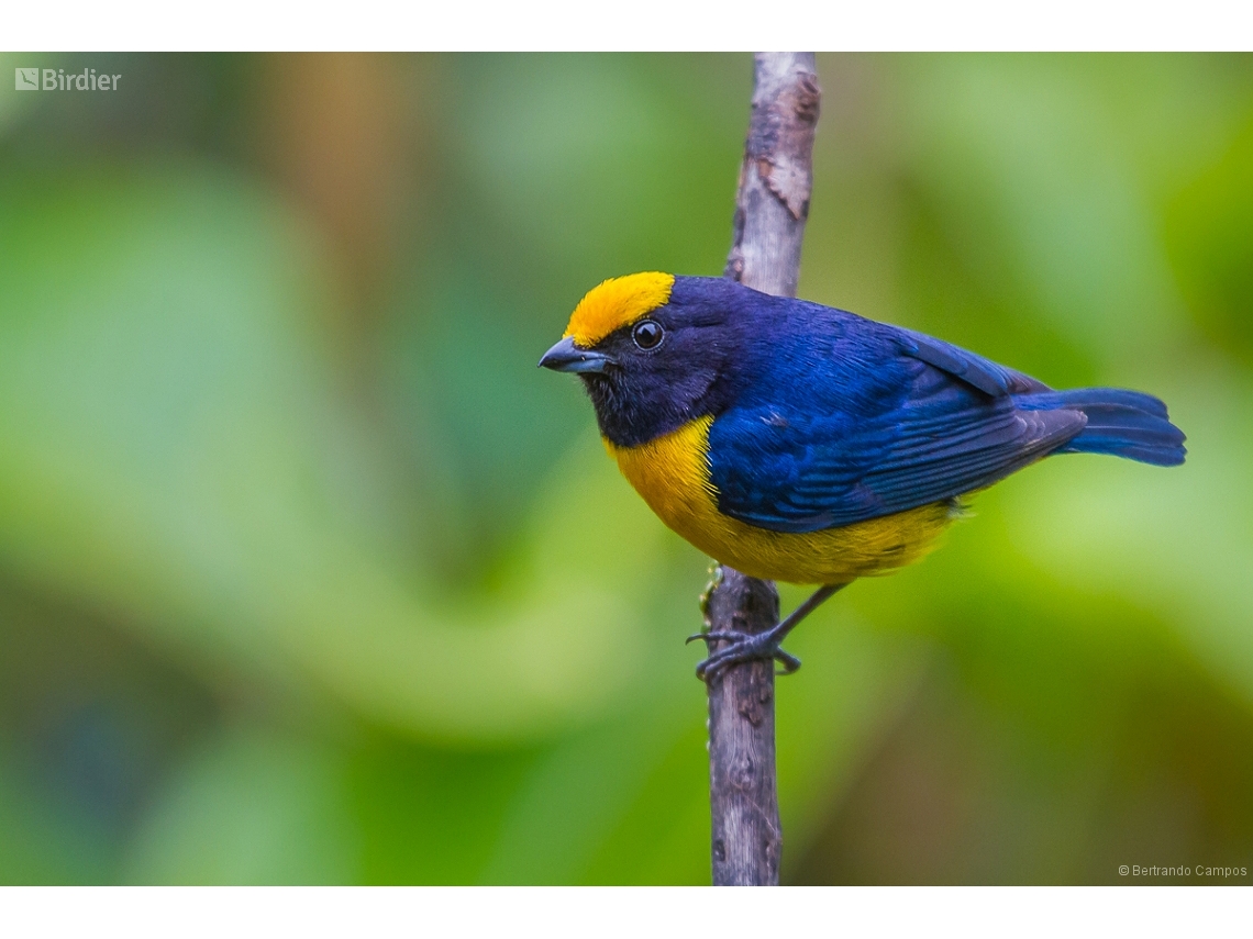 Euphonia xanthogaster