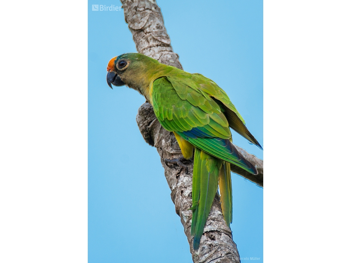 Eupsittula aurea