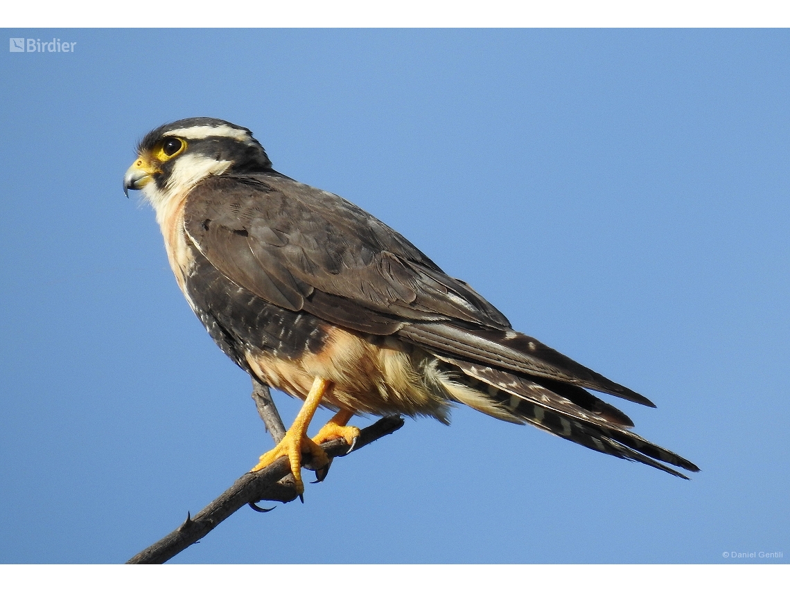 Falco femoralis