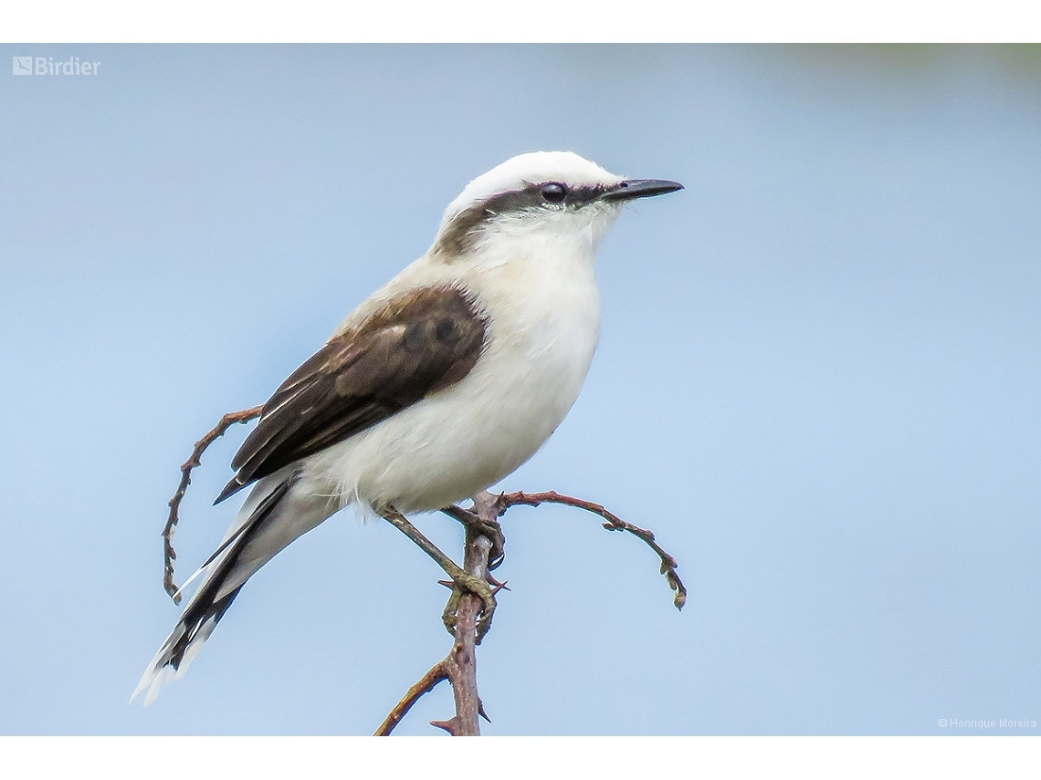 Fluvicola nengeta