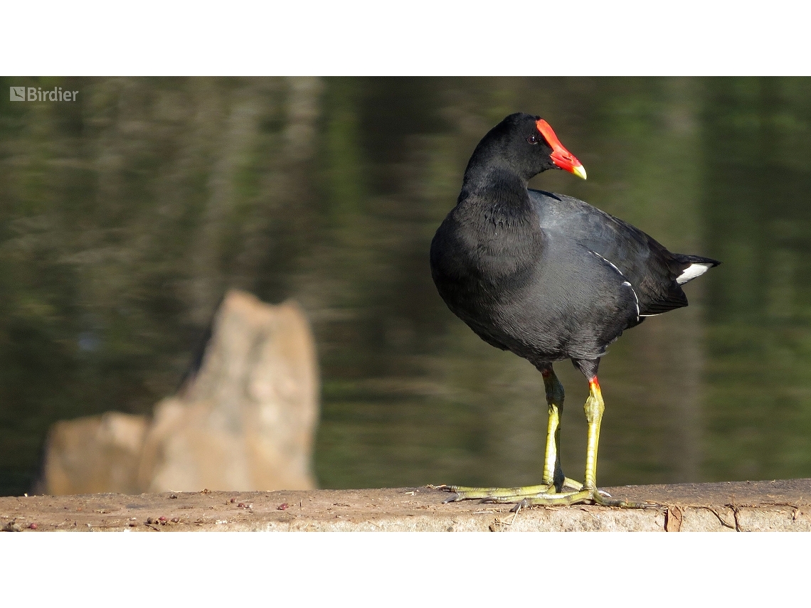 Gallinula galeata