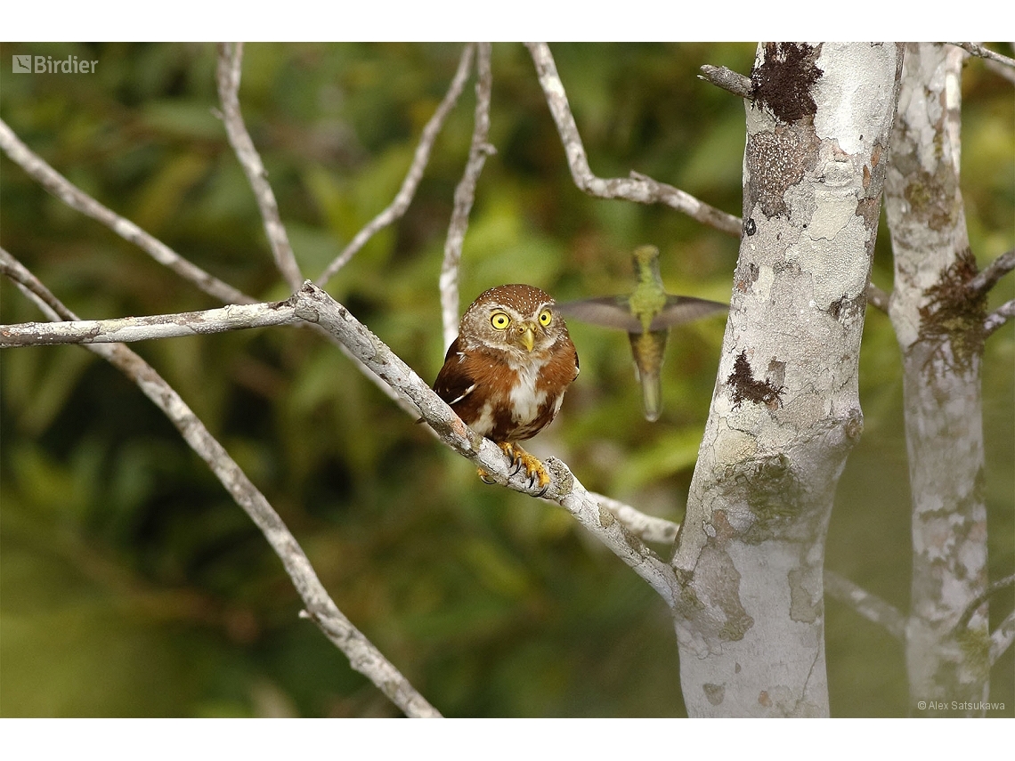 Glaucidium minutissimum