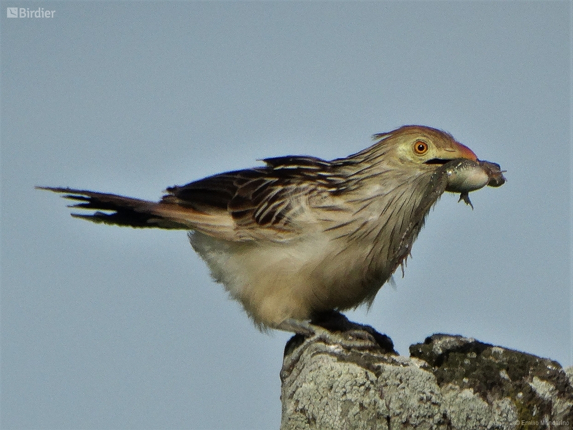 Guira guira