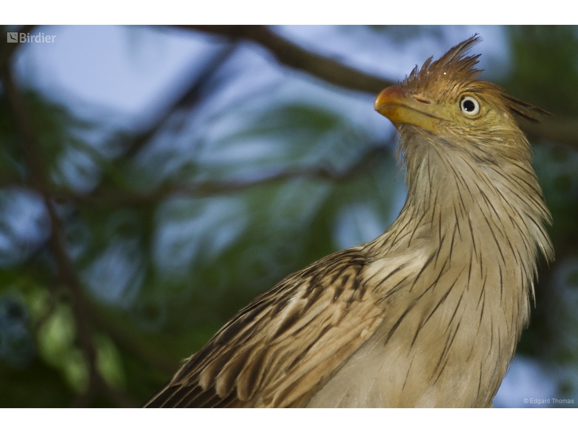 Guira guira