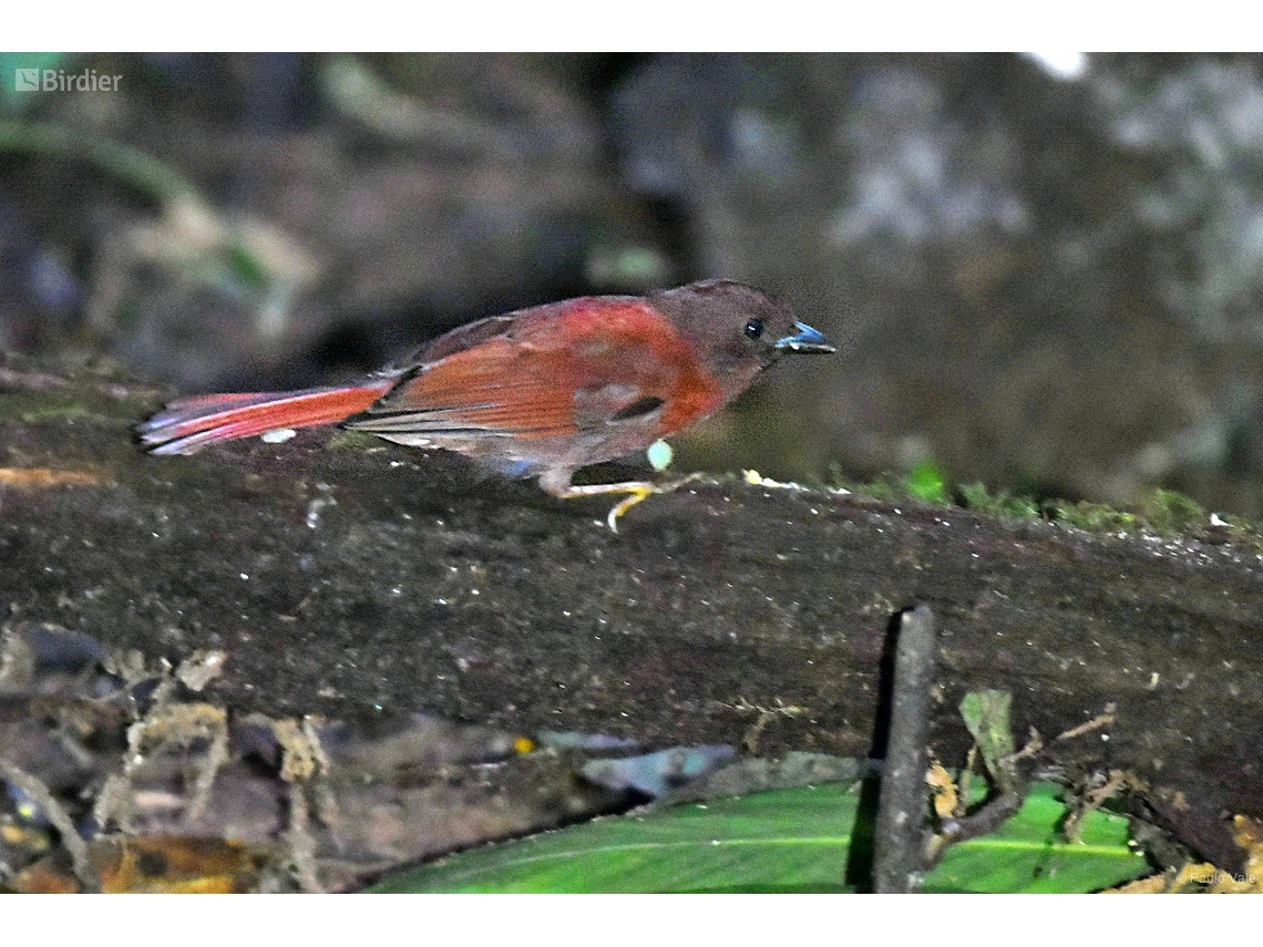 Habia rubica