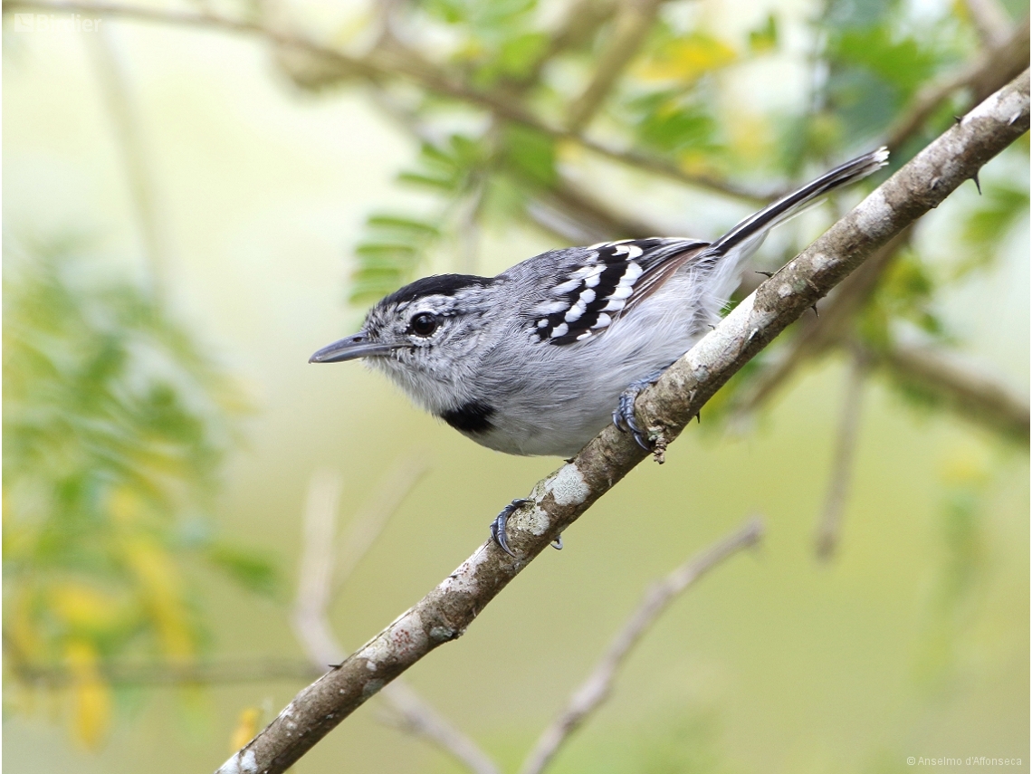Herpsilochmus pectoralis