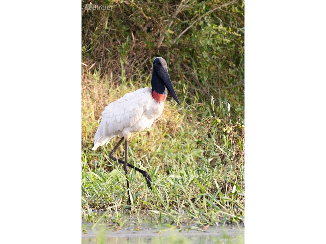 Jabiru mycteria
