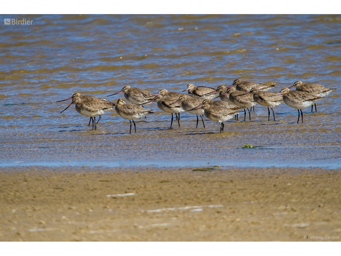 Limosa haemastica