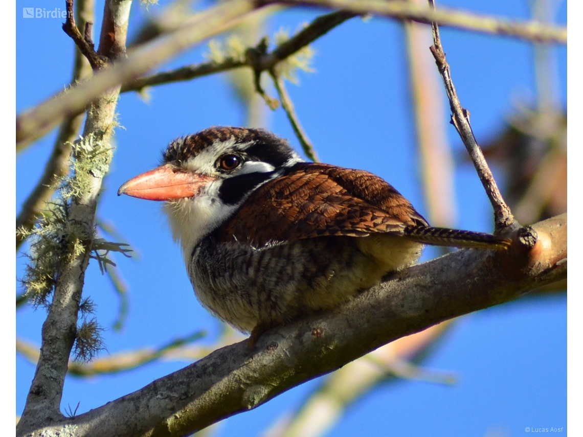 Nystalus chacuru