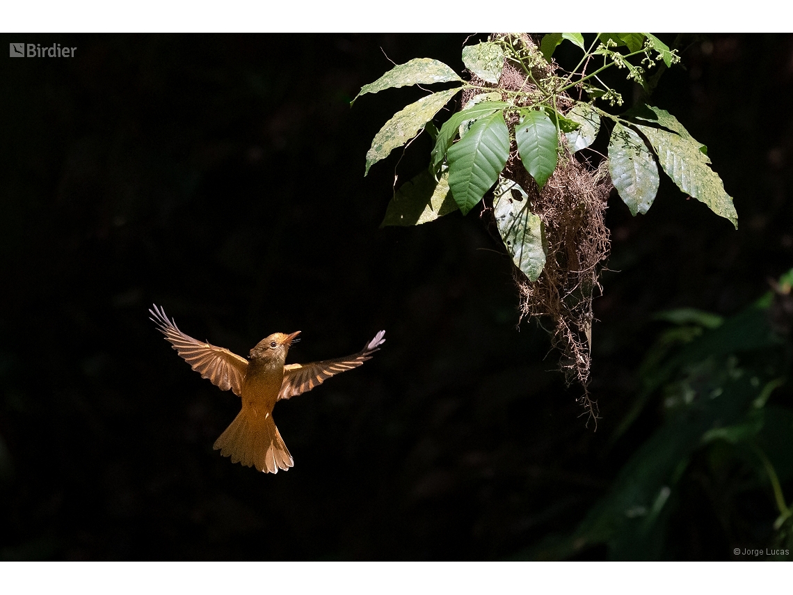 Onychorhynchus swainsoni