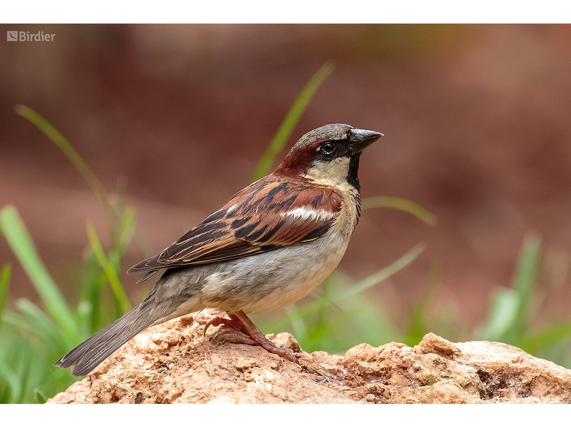 Passer domesticus