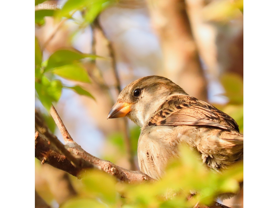Passer domesticus