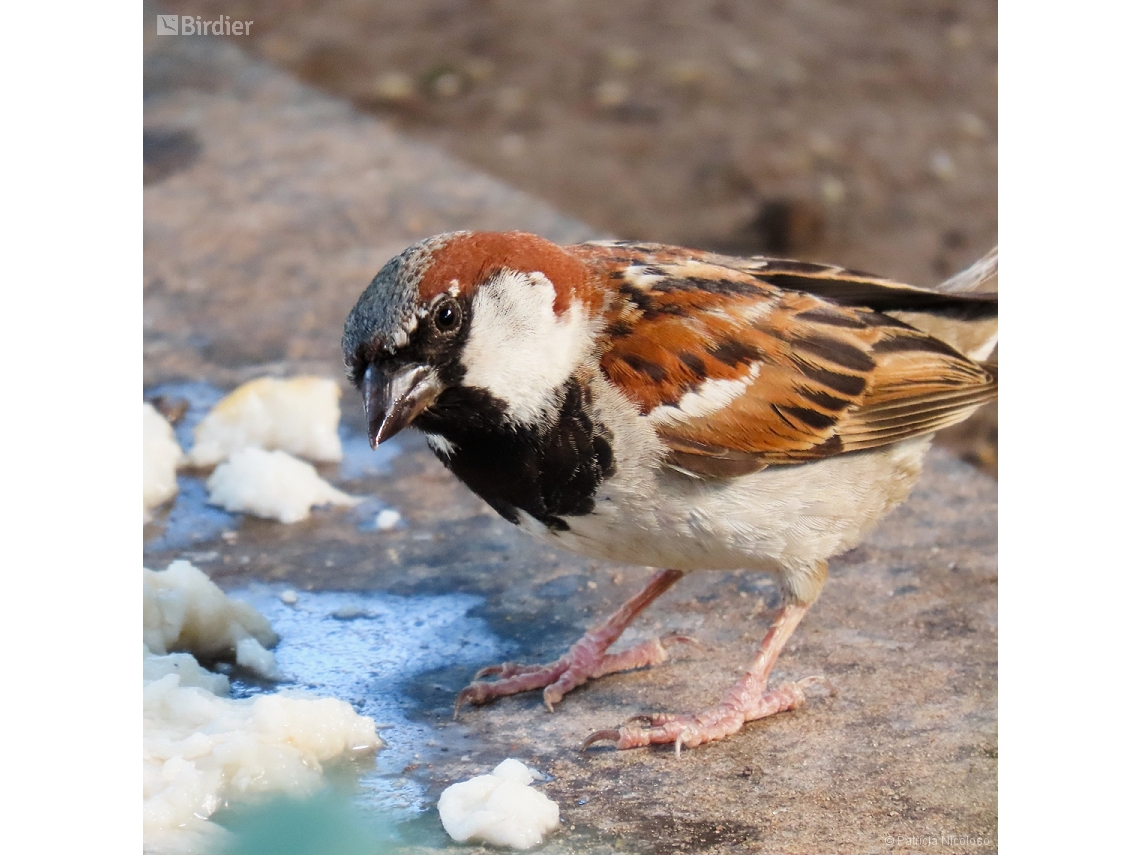 Passer domesticus