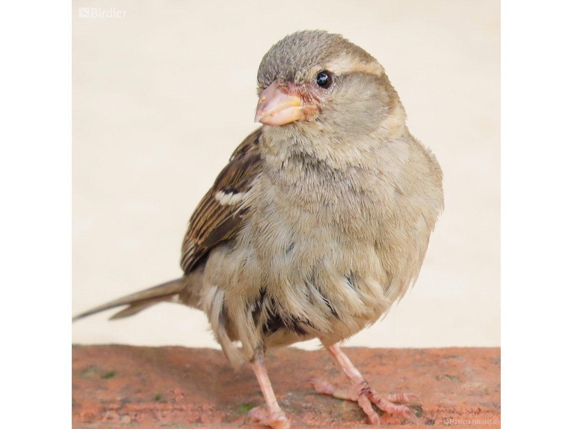 Passer domesticus