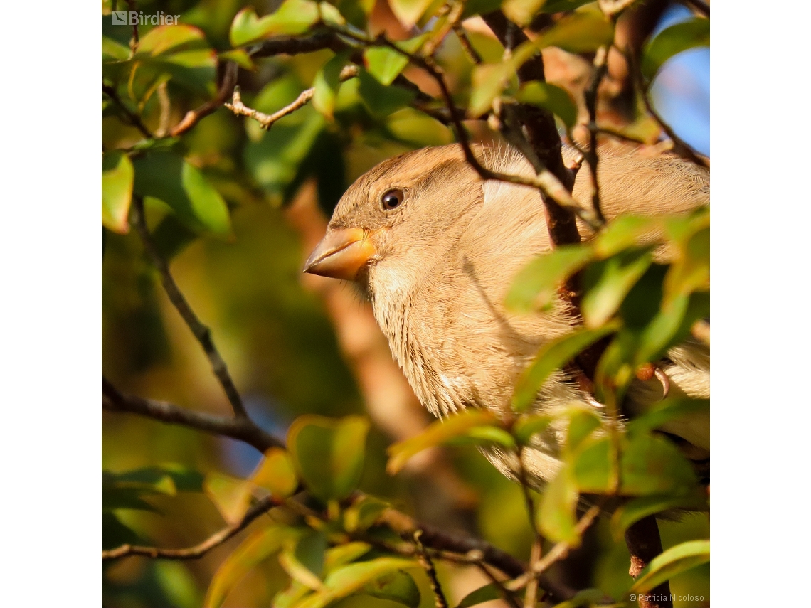 Passer domesticus