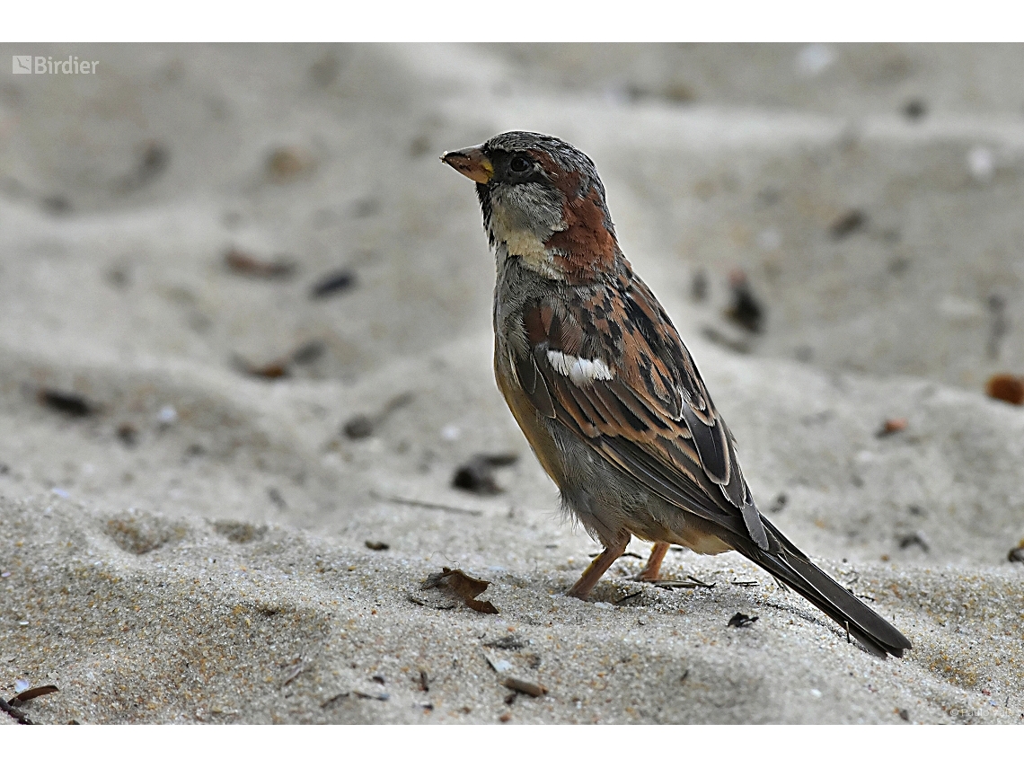 Passer domesticus