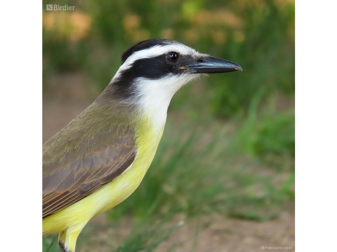 Pitangus sulphuratus