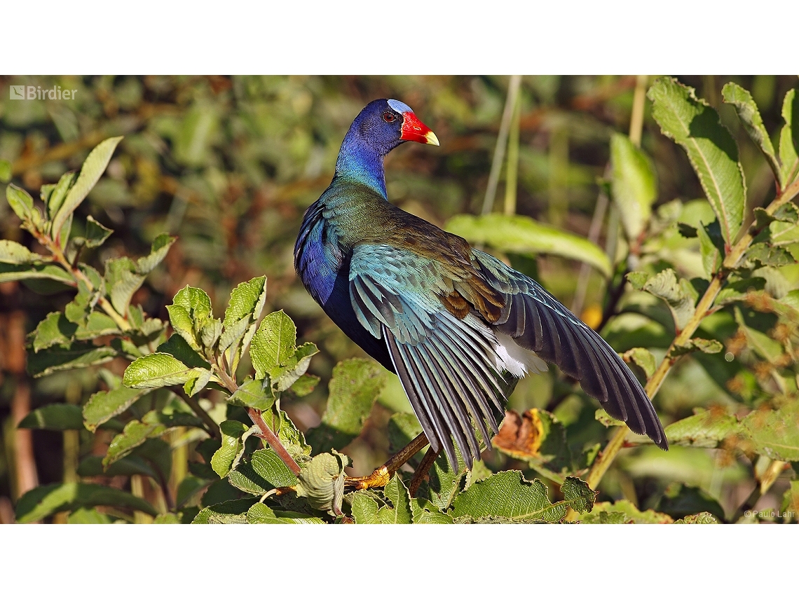Porphyrio martinica