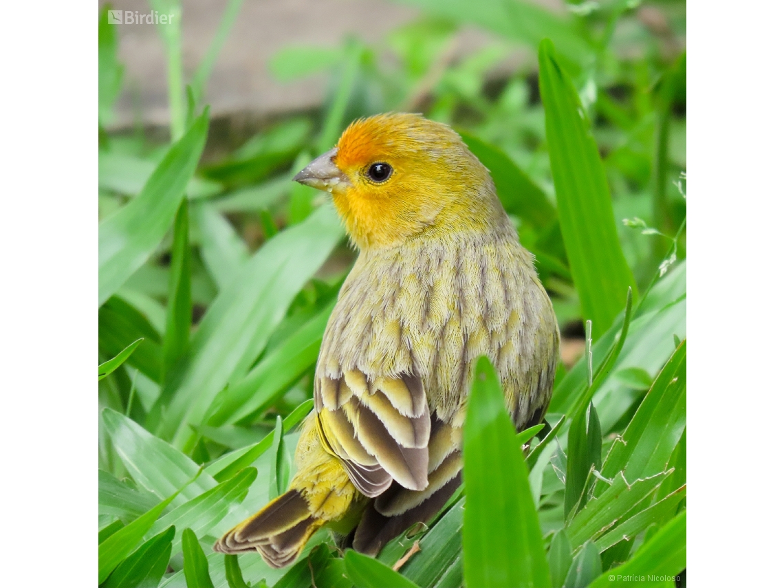 Sicalis flaveola