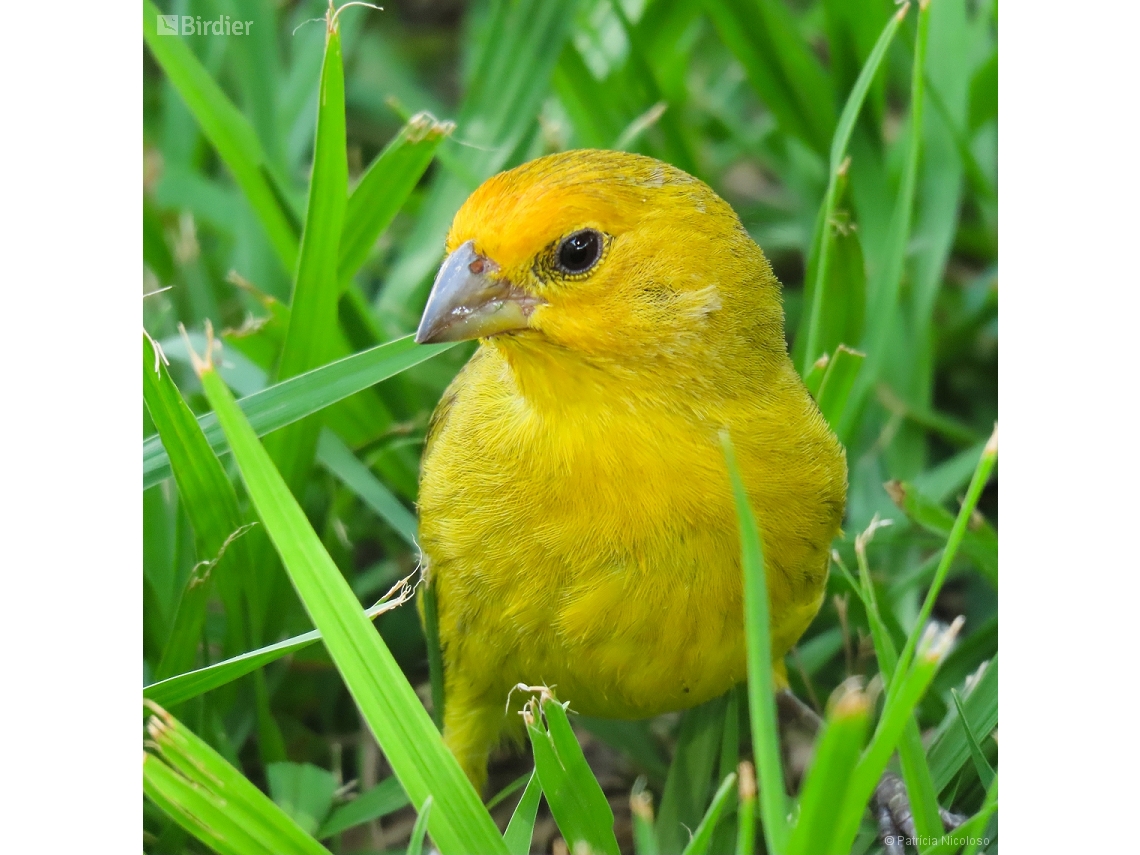 Sicalis flaveola