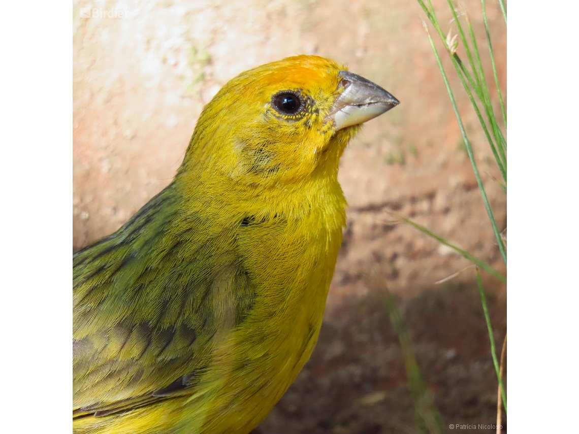 Sicalis flaveola