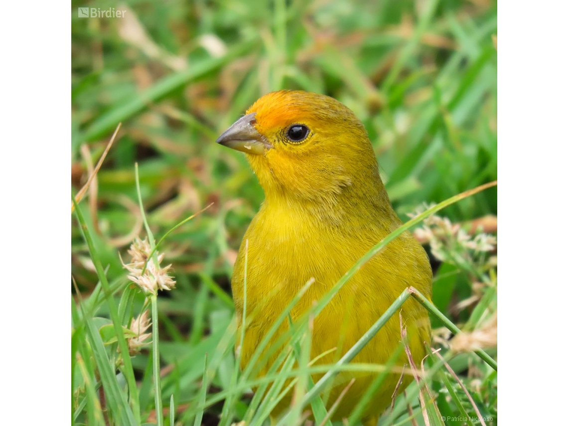 Sicalis flaveola