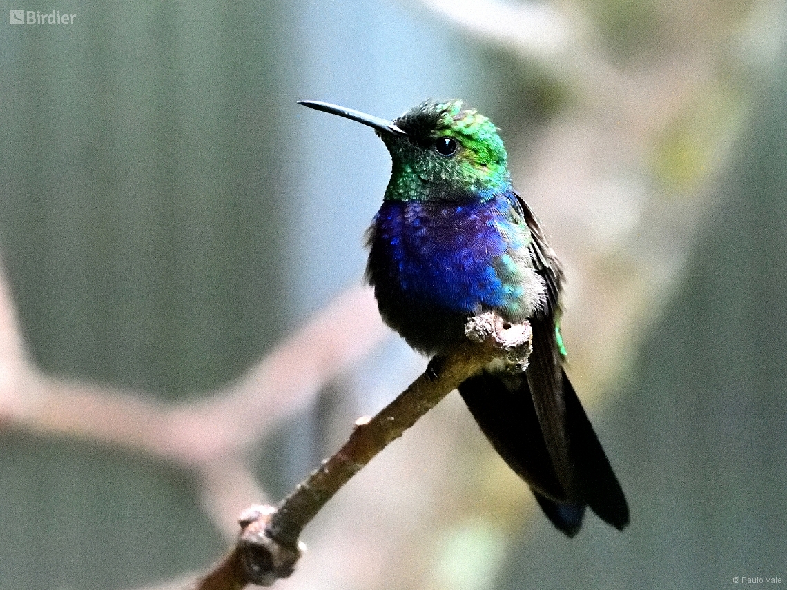 Thalurania furcata