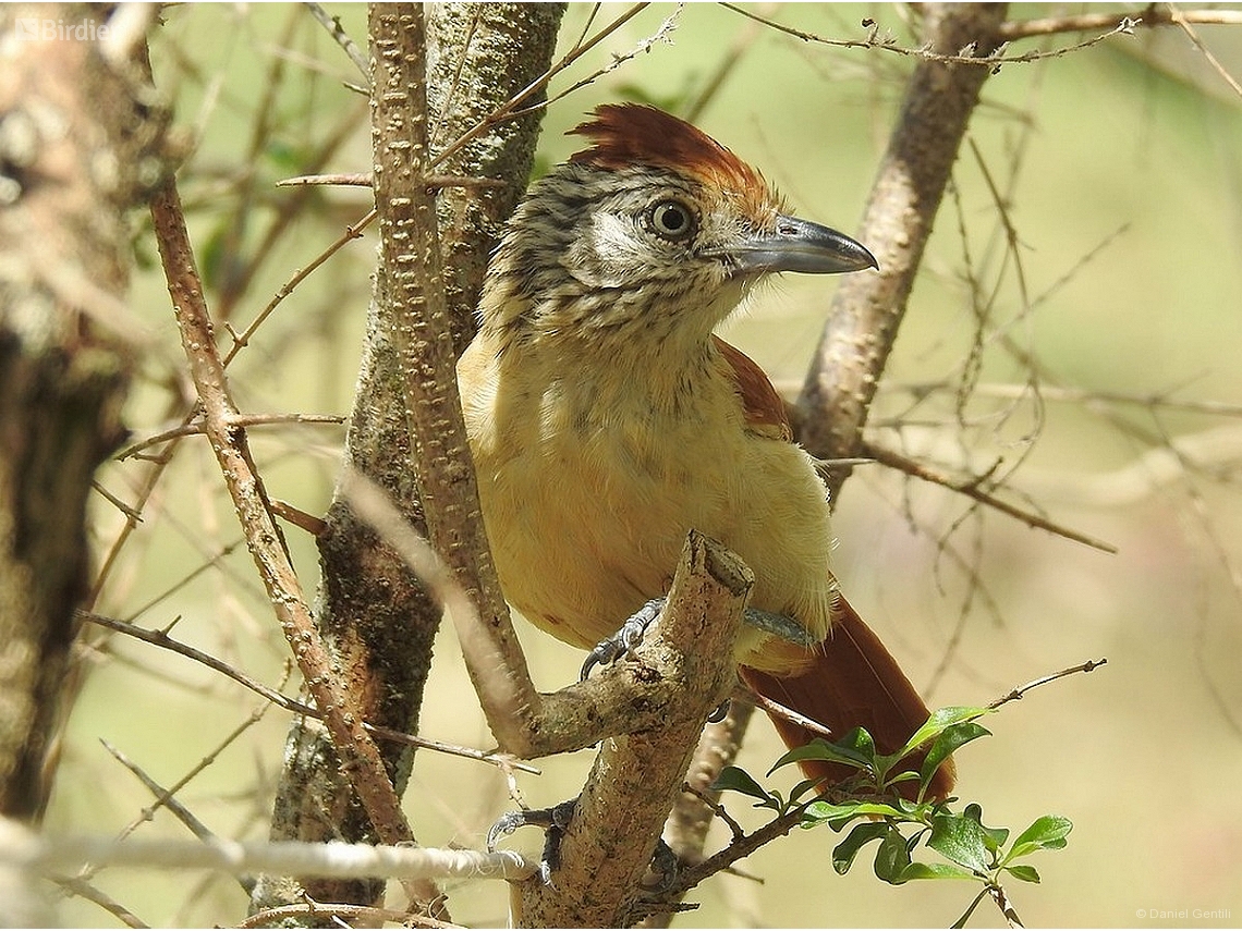 Thamnophilus doliatus