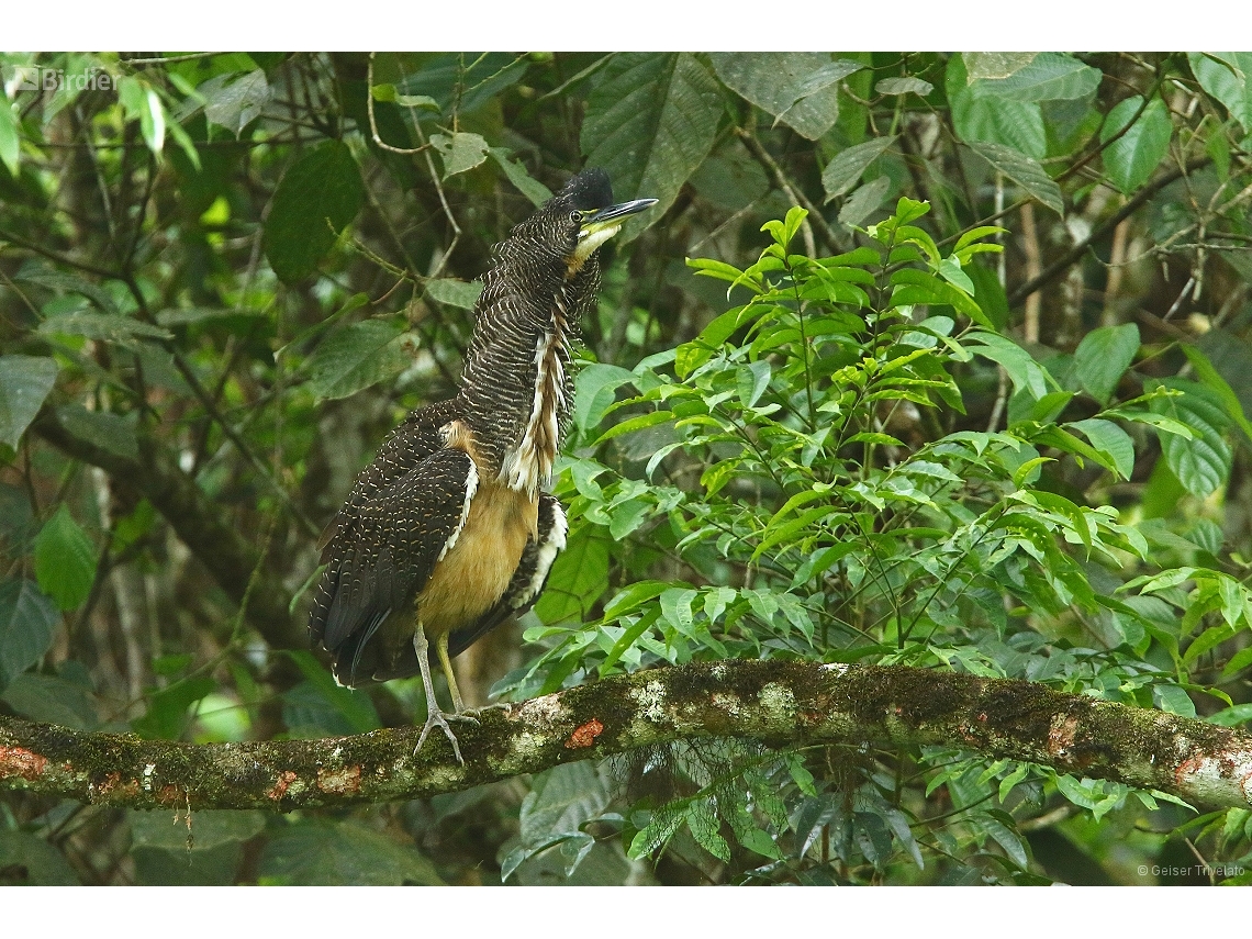 Tigrisoma fasciatum
