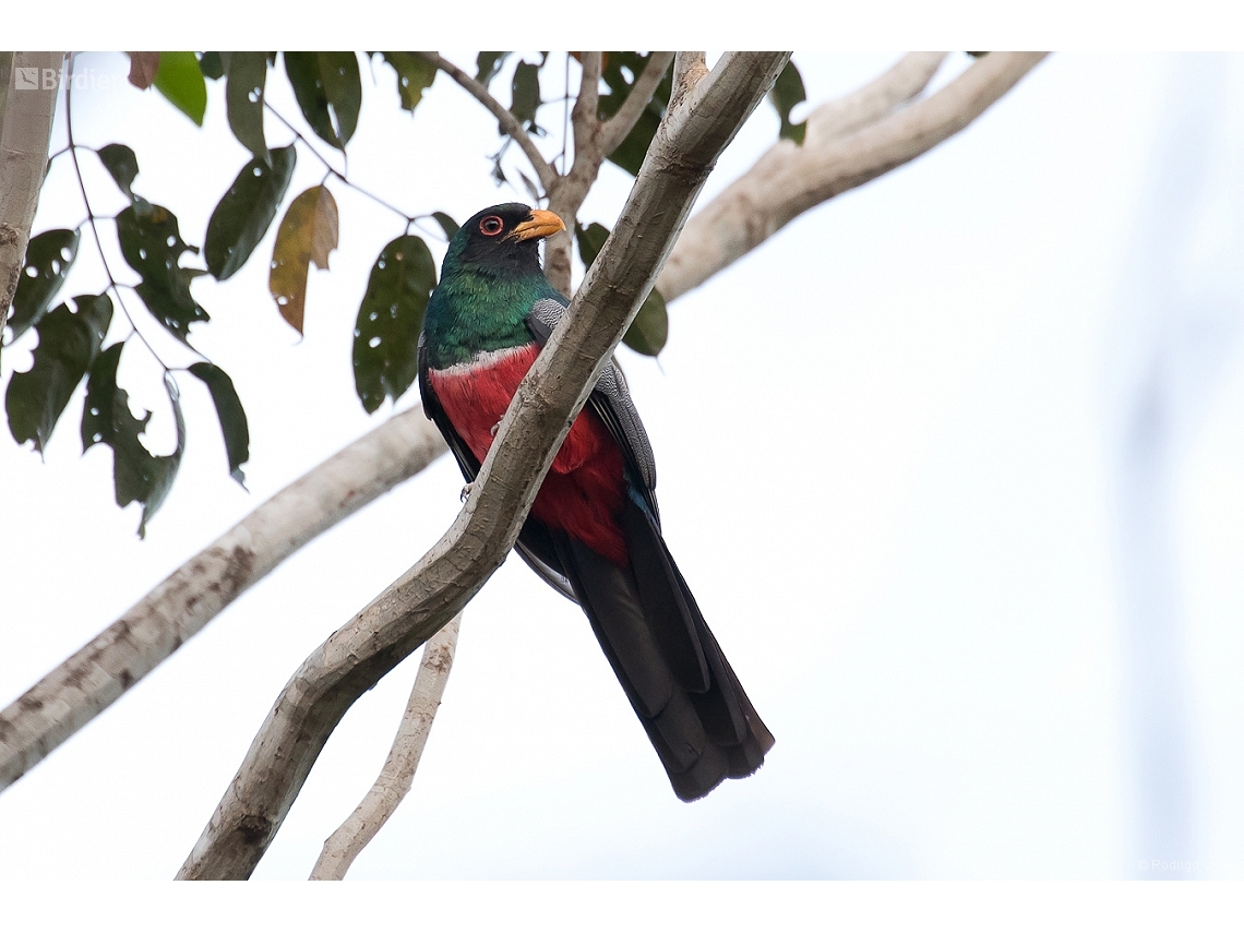 Trogon melanurus