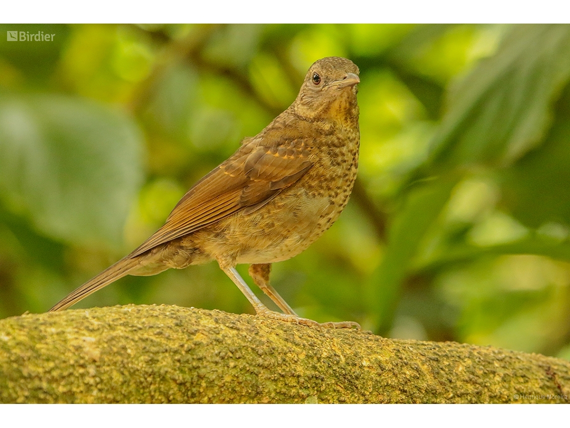 Turdus leucomelas