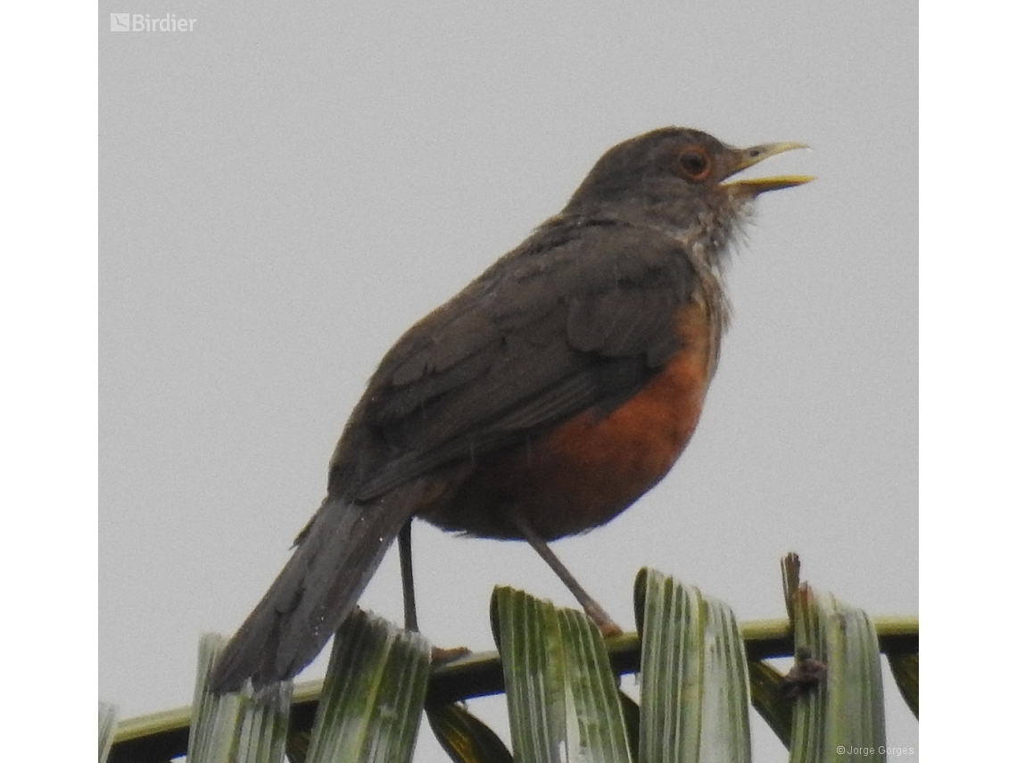 Turdus rufiventris