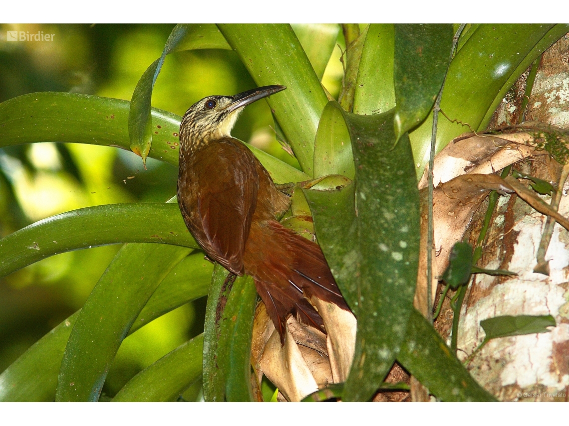 Xiphocolaptes albicollis